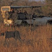 Hamiltons Tent Camp - Safari