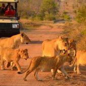 Hoyo Hoyo Safari Lodge - Talamati Lion Pride