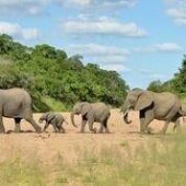 Imbali Safari Elephants