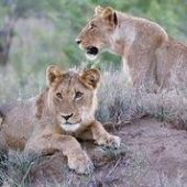 Imbali safari Lions