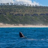 Massinga Beach Resort off site Whale