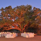 Mabula Game Lodge - Fig Tree