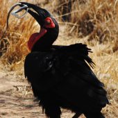 Mabula Game Lodge - Ground Hornbill with Snake