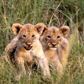 Mabula Game Lodge - Lion Cubs