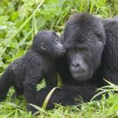 Uganda